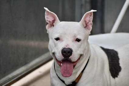How do we protect our pets from climate change? June 10-11 - silive.com