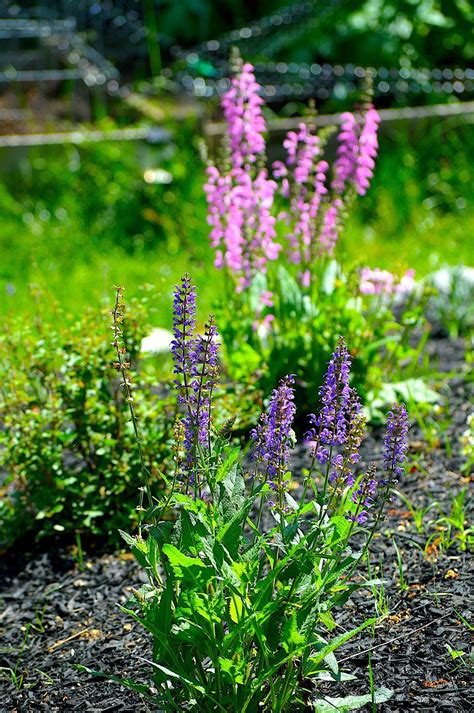 Large Tall Purple Flowers at Elizabeth Gunther blog