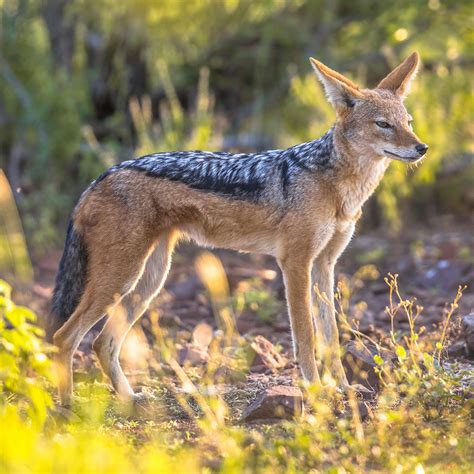 Black Backed Jackal