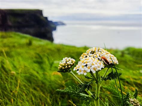 The Wild Flowers of the Cliffs of Moher | Cliffs of Moher Tourist ...
