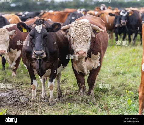 dairy cows with Hereford bull Stock Photo - Alamy