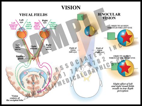 Types of Vision 的图像结果