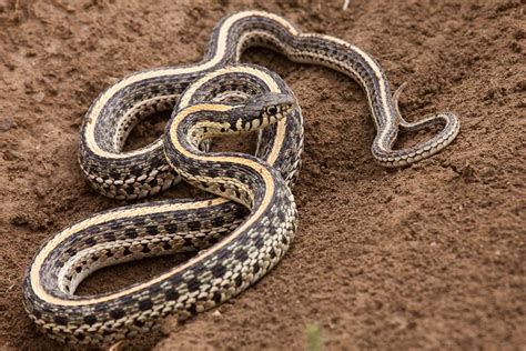 Image result for A Snake Using a Computer