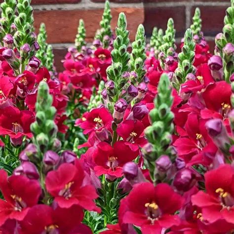 Snapdragons Care: How To Grow Snap Dragon Flowers