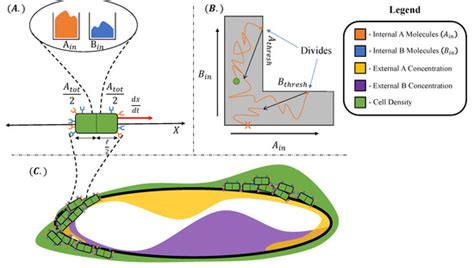 Subjective Information and Survival in a Simulated Biological System