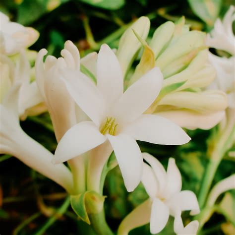 SPANISH TUBEROSE (DIPTYQUE DO SON TYPE) | Fragrance Oil - DOOP ...