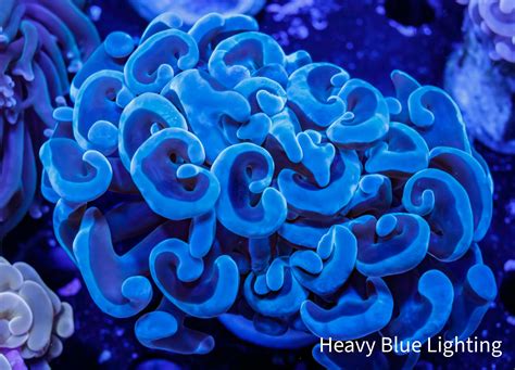 "Buy Ultra Hammer Coral online Australia - Get High-Quality Corals for ...
