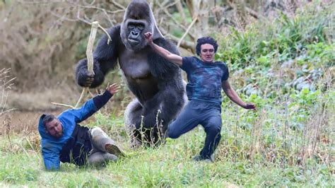 Image result for Gorilla Vs Python Fight