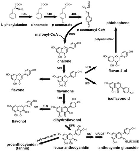 MYB Transcription Factors as Regulators of Secondary Metabolism in Plants