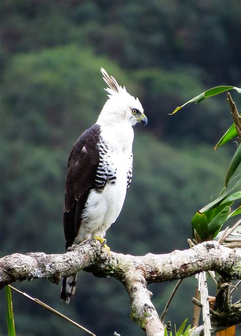 Ornate Hawk Eagle Ornate Hawk Eagle (Spizaetus Ornatus Vicarius)