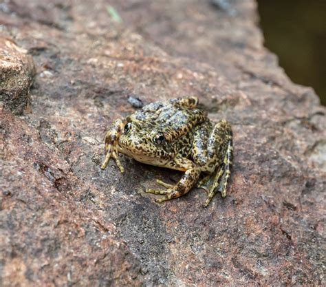 Endangered Frogs