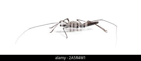 Image result for String Slicing in Java