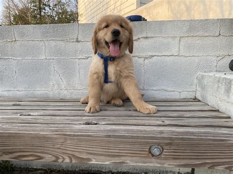 Golden Retriever Puppies For Sale | Cary, NC #326586