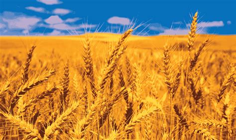 Arab Finance - Egypt allocates EGP 127.7B for food subsidies in FY2023 ...