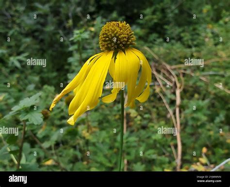 cutleaf coneflower (Rudbeckia laciniata Stock Photo - Alamy