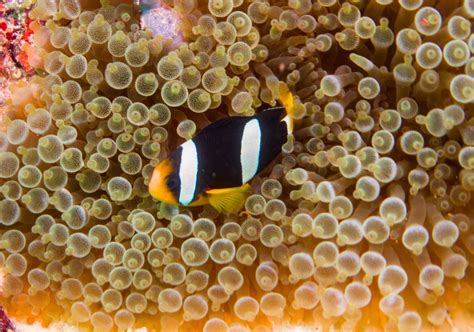 What Do Clownfish Eat