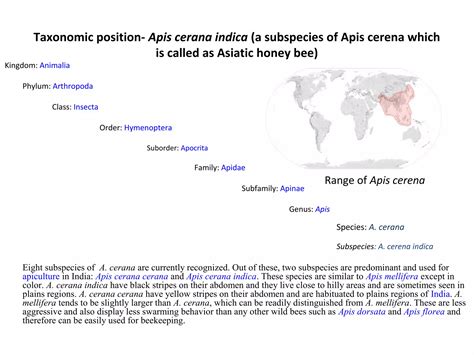 honey bees in India | PPT - phylum of honey bee