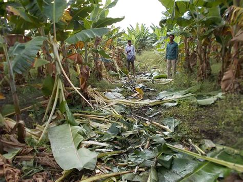 Man-animal conflict: Rising deaths, but ignored realities