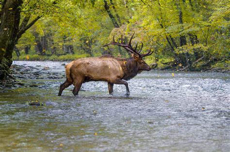 The Great Smoky Mountains Animals’ Guide (+ Tips to Spot)