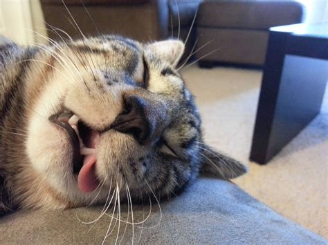 Funny Sleepy Cat