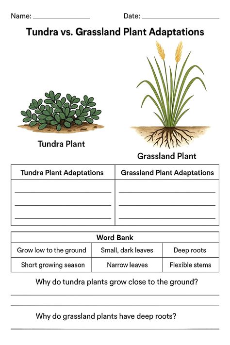Tundra vs. Grassland Plant Adaptations Worksheet - Download & Print Now!