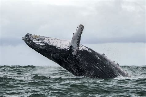 Watch: Humpback Whale Capsizes Boat in New Jersey - Newsweek