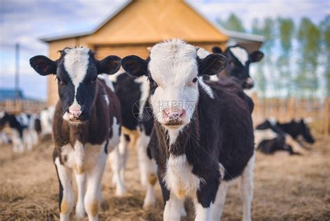 农村开办个小型养牛场要花费多少钱？_神州加盟网