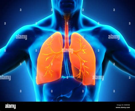 Image result for Lung Segmentation Using CNN