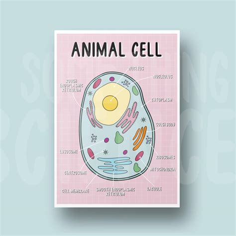 Animal Cell Biology 的图像结果