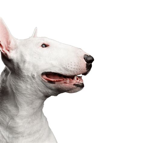 Bull Terrier: Character & Ownership - Dog Breed Pictures - dogbible