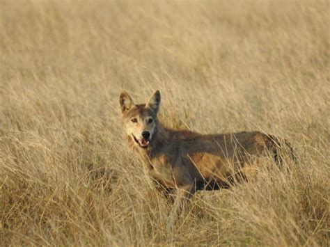 Only Official Booking Website for Gir Online Permit Booking System :: GSLCS