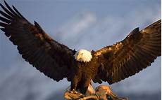 iphone black eagle wallpaper hd wallpaper 5120x3200 bird beautiful black iphone black eagle wallpaper hd wallpaper 5120x3200 bird beautiful black