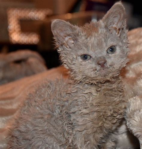Curly-Haired Selkirk Rex Cats at Dean Metoyer blog