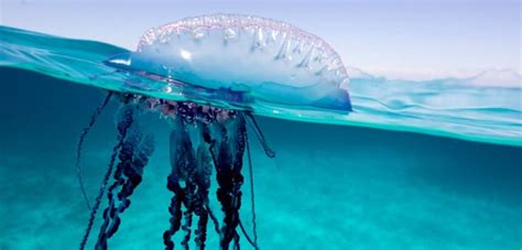 Image result for Alien at Dinner