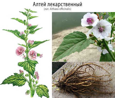 Алтей — лечебные свойства, применение, противопоказания и рецепты ...