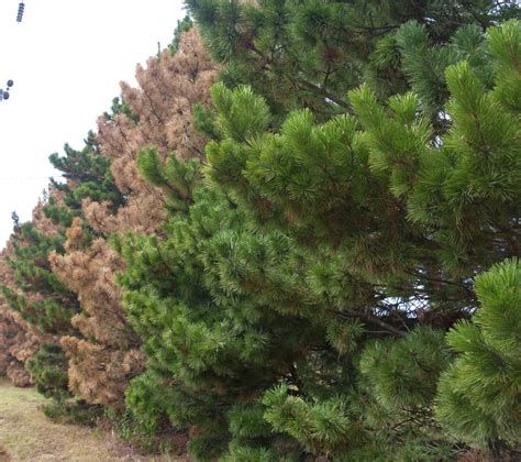 Pine Tree Facts Types Identification Diseases Pictures