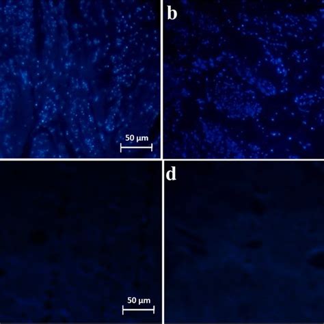 Image result for DAPI Staining 101