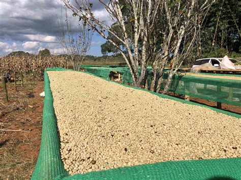 Myanmar Agri-produce Exports Exceed US$3.8B In FY 2023-2024 - Global New Light Of Myanmar