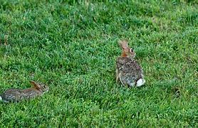 Image result for Bunch of Bunnies