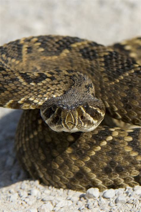 Western Diamondback Rattlesnake Eggs at Roberta Shanklin blog