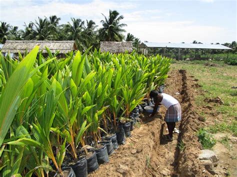 Coconut Development Board