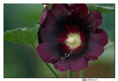 go2india.in : Ladies finger flower close up