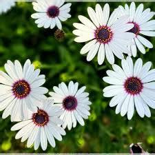 Dimorphotheca White Color Flower F1 Seeds – GardeningCentre