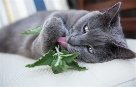 Can Cats Eat Catnip: (Is Catnip Healthy For Your Cat)? - Pet Spruce