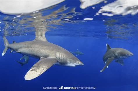 Oceanic Whitetip Shark Diving Trip | Big Fish Expeditions