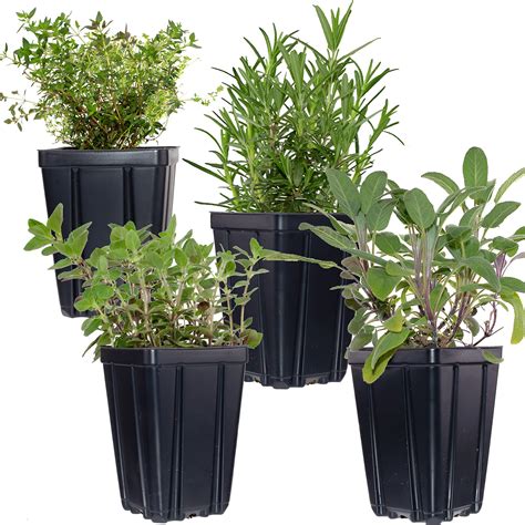 Oregano Herb Plant