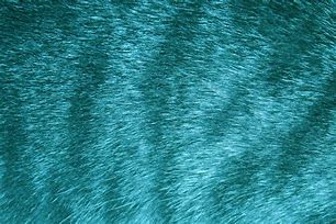 Image result for White Rabbit Fur Texture