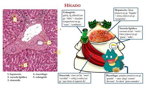 Hígado – Histología y Etimología