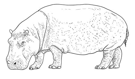 Hippopotamus Drawing Step By Step