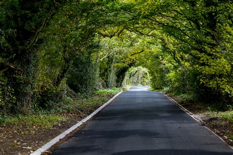Green Tunnel Forest Clean Road Free Stock Photo - Public Domain Pictures